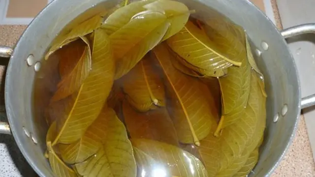 Hilangkan Jerawat hingga Keriput, Ini 4 Manfaat Daun Jambu