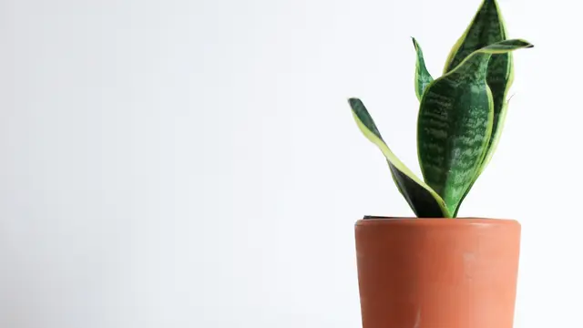 Snake Plant