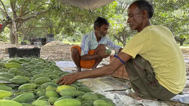 Pohon Mangga Unik