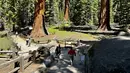 Pohon sequoia raksasa, makhluk hidup terbesar di bumi, telah bertahan selama ribuan tahun di pegunungan Sierra Nevada bagian barat California, satu-satunya tempat di mana spesies ini berasal. (AP Photo/Terry Chea)