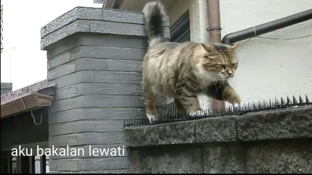 6 Potret Aksi Lucu Kucing Jantan Bertemu Si Betina, Penuh Keyakinan Meski Sulit