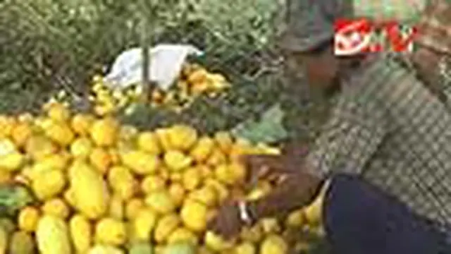 Petani Timun Suri Kebanjiran Pesanan