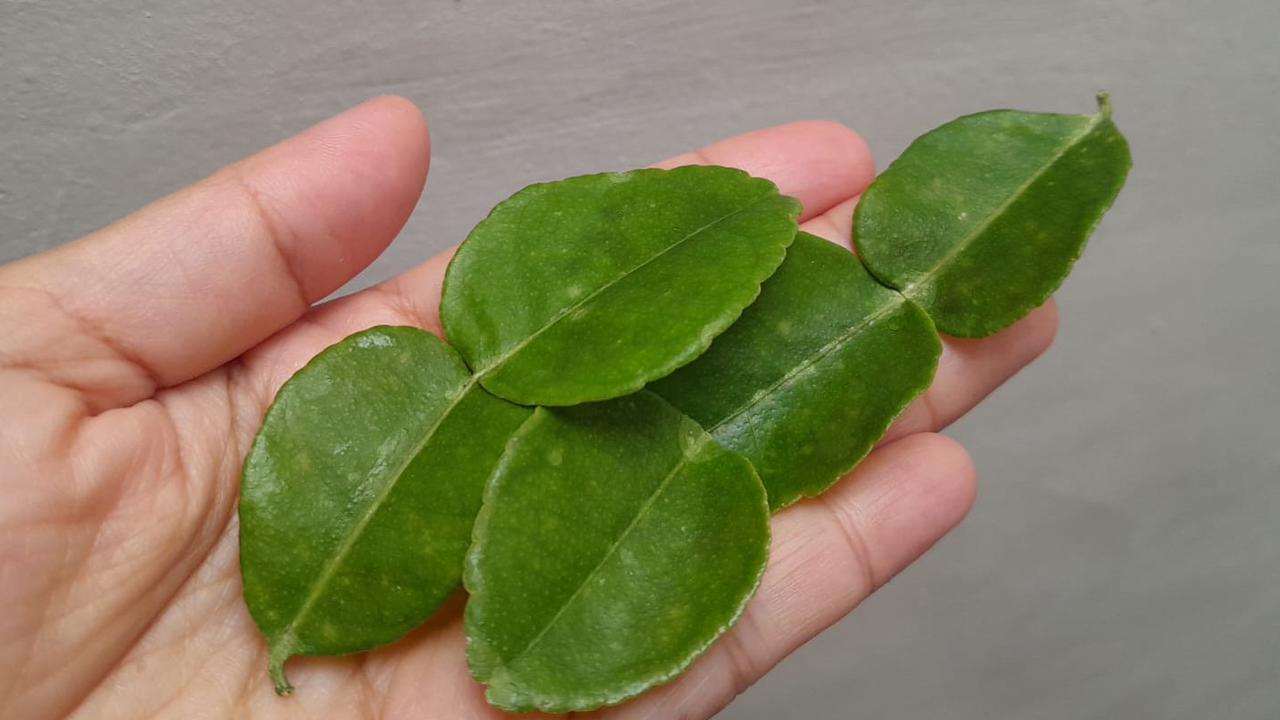 Cara Simpan Daun Jeruk di Freezer agar Awet dan Tidak Mudah Layu