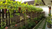 7 Inspirasi Kebun Anggur Rambat di Pagar Rumah yang Estetik dan Produktif, Bantu Percantik Hunian
