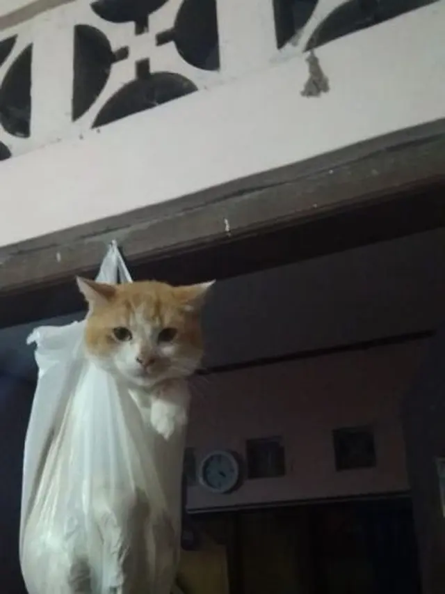 10 Potret Lucu Kucing di Dalam Tas Kresek, Ekspresinya Bikin Kasihan