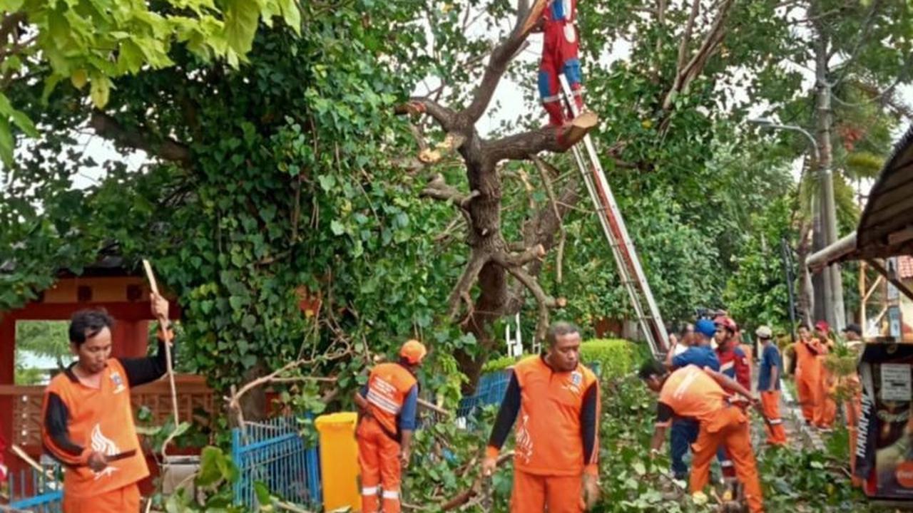 Pohon Tumbang Pulau Untung Jawa: Petugas Gabungan Sigap Evakuasi Dampak Angin Kencang