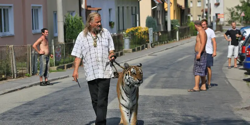 20150830-Pemilik Sirkus Ini Ajak Harimau Jalan-jalan ke Tengah Kota-Ceko