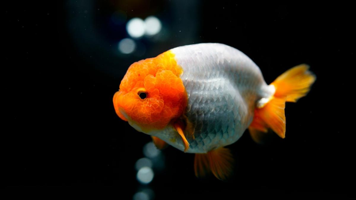 Ikan Mas Koki (Goldfish)