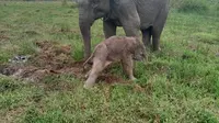 Seekor bayi gajah yang baru lahir di Taman Nasional Way Kambas, Lampung.  Foto (Dokumen TNWK).