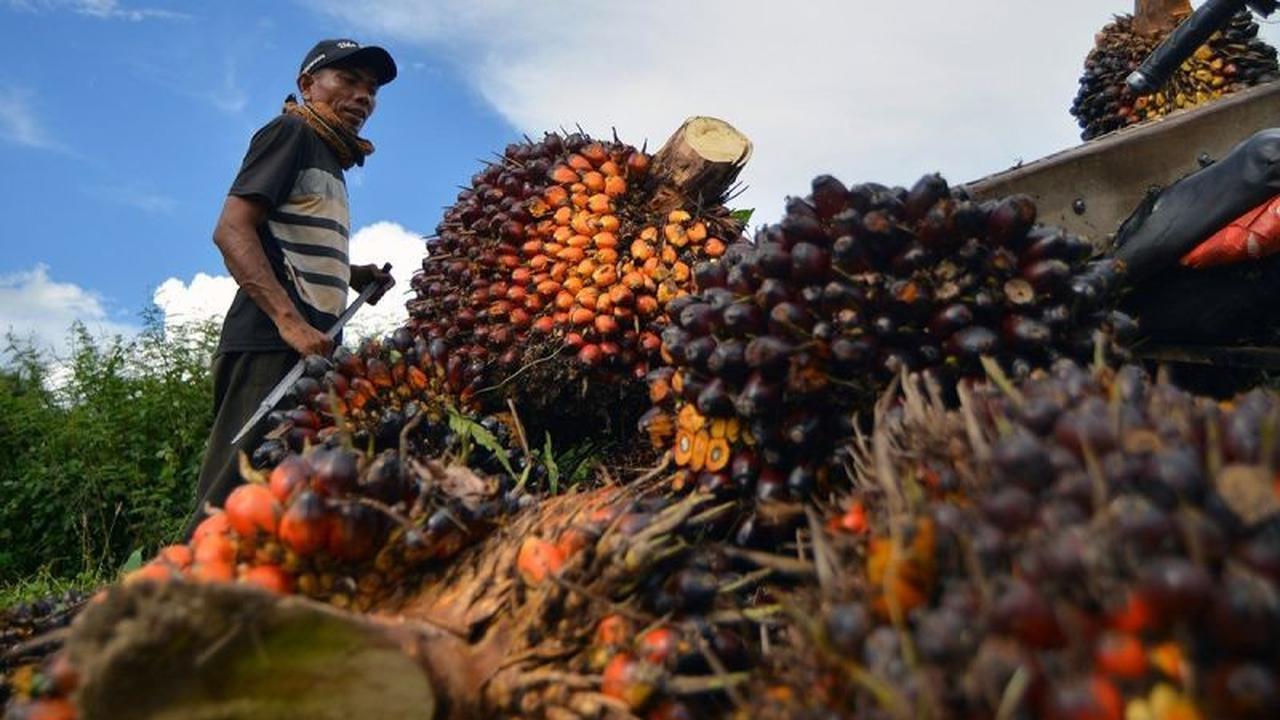 POPSI Soroti Dampak Besar Usulan Pajak Sawit Rp1.700 per Batang bagi Petani