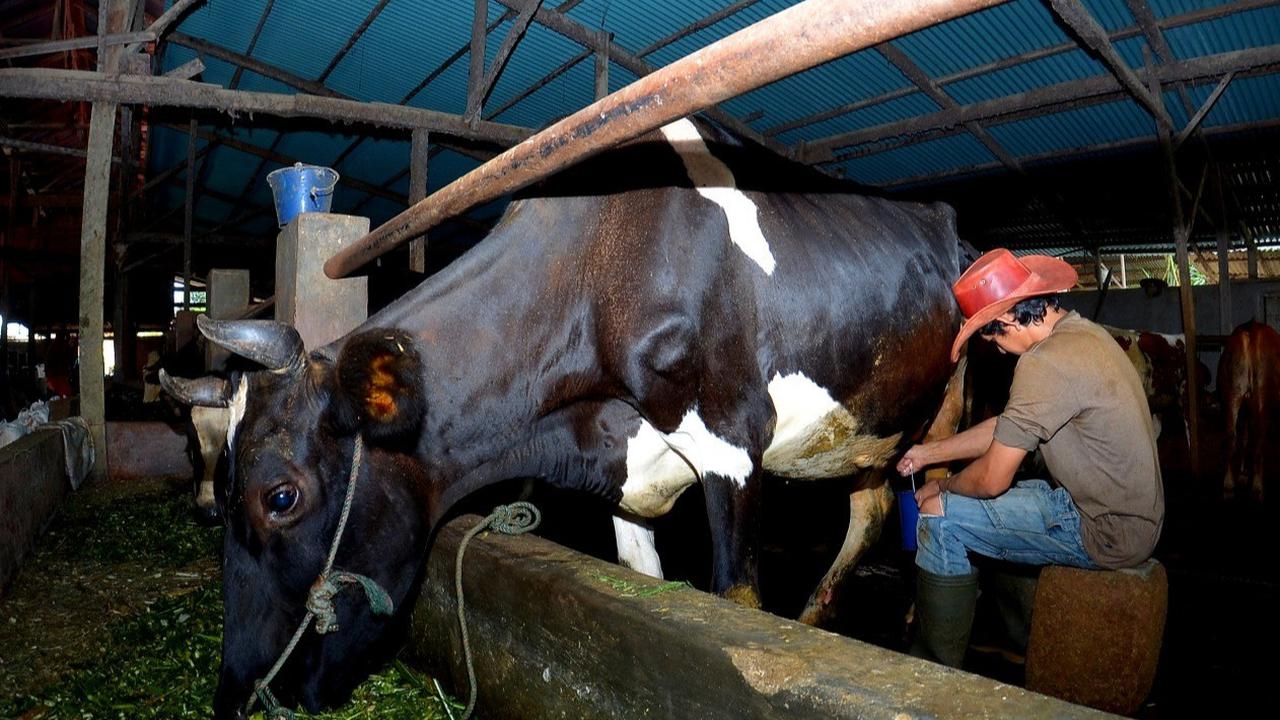 Pengusaha Pakan Ternak dari Ponorogo Ini Buktikan KUR BRI Bisa Bikin Usaha Berkembang