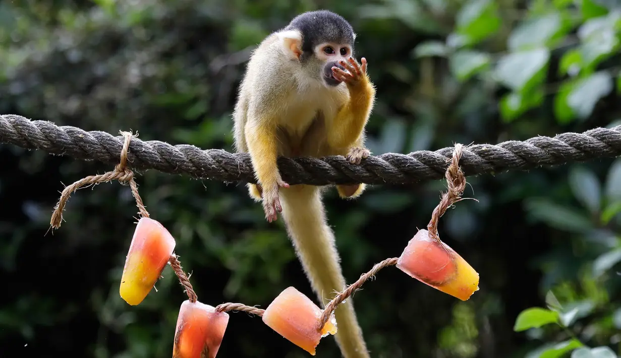 Seekor monyet tupai menikmati sajian es krim dengan kacang dan buah beri di Kebun Binatang London, 27 Juni 2018. Gelombang panas telah mencapai beberapa negara bagian Inggris pada pekan ini dengan suhu mencapai 30 derajat celcius. (AP/Kirsty Wigglesworth)