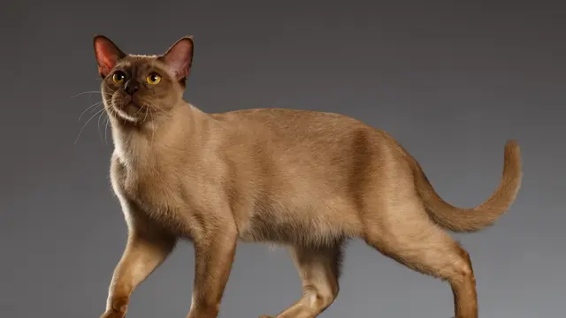 Kucing Burma