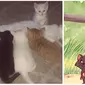 Kucing mirip tokoh animasi (Sumber: Boredpanda)