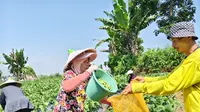 Petani edamame di Sukabumi