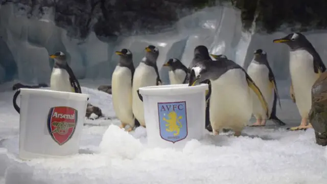 Ginny si penguin meramal pemenang Piala FA