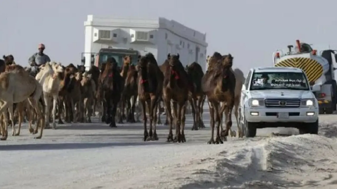 Hewan ternak milik warga Qatar dipaksa untuk meninggalkan wilayah Arab Saudi dalam kurun waktu 36 jam (AFP)