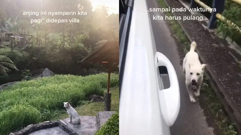 Viral Video Anjing Temani Wisatawan Liburan Ini Enggak Mau Pisah