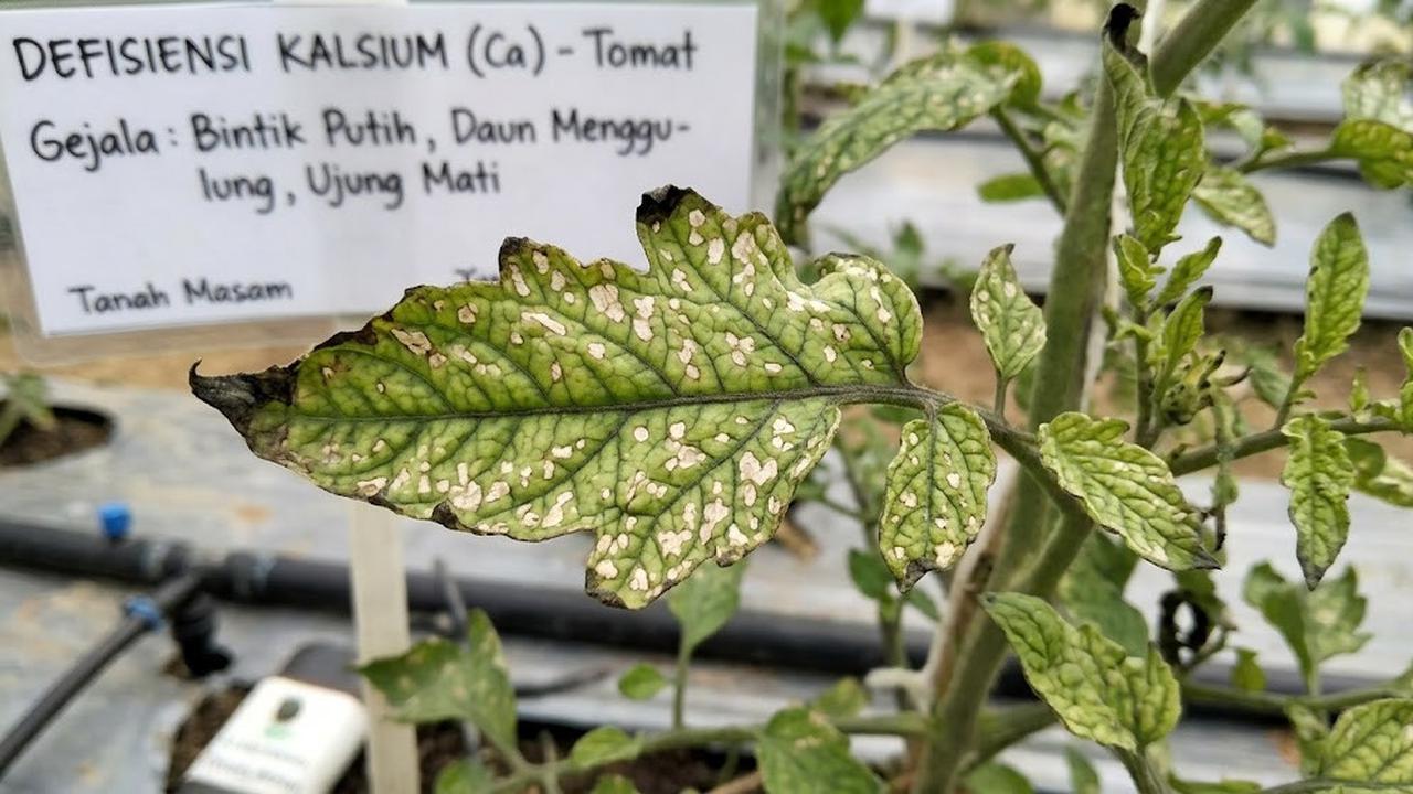 Ada Bintik Putih di Daun Tanaman? Kenali Penyebabnya
