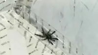 Suatu penerbangan ditunda hanya karena seekor laba-laba jenis tarantula lepas dari kandangnya di bagasi pesawat.