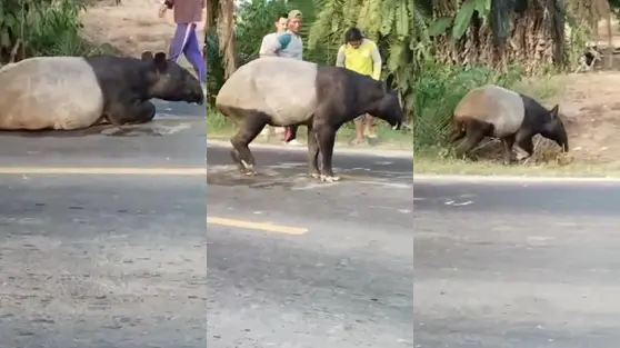 Tragis, Tapir Dibantai Warga lalu Divideokan