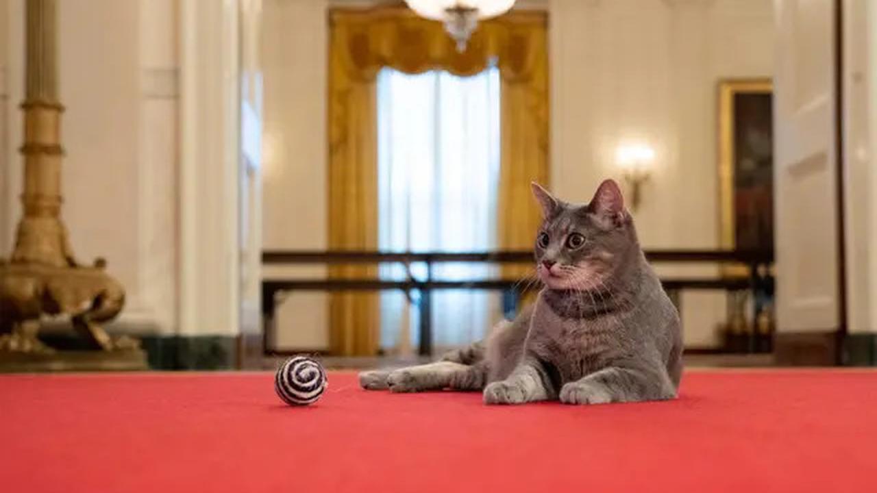 Kucing Istana Negara Bobby Kertanegara Vs Willow dari Gedung Putih, Mana Favorit Anda?