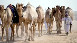 Parade unta saat saat Kontes Kecantikan Unta di Qatar Camel Mzayen Club, Ash-Shahaniyah, Qatar, 2 Desember 2022. Unta dari seluruh negara Teluk mengambil bagian dalam acara tersebut. (AP Photo/Natacha Pisarenko)