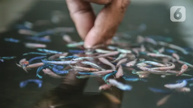Bisnis Ikan Cupang Hias di Kala Pandemi