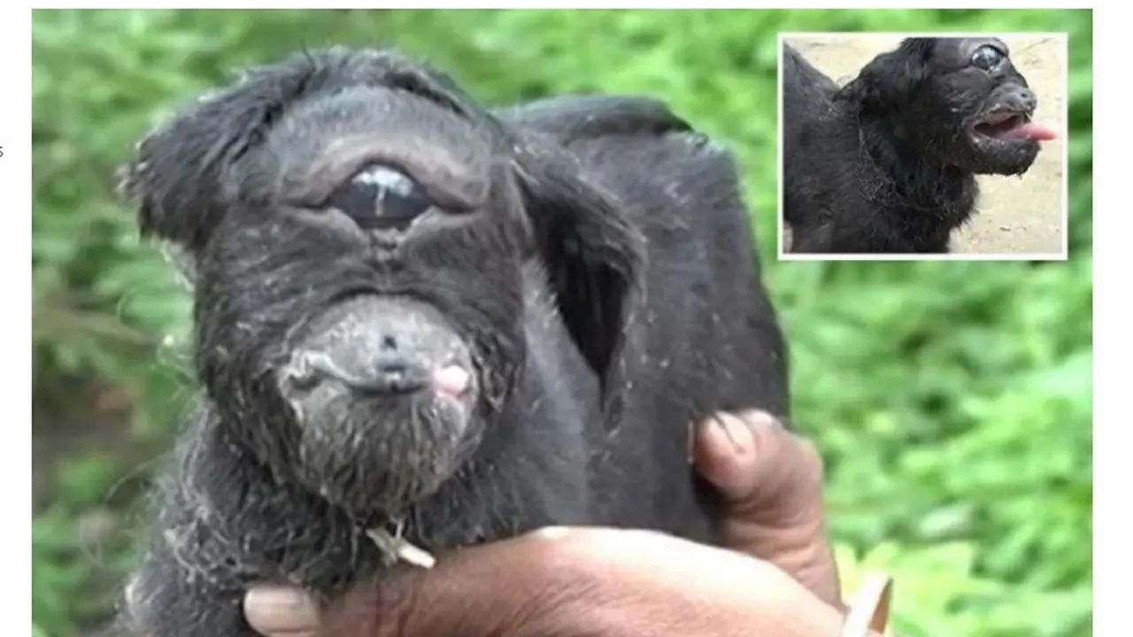 Cyclopia