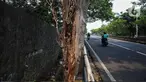 Sejumlah kendaraan melintas di samping pepohonan yang tertanam di beberapa ruas jalan di Jakarta, Rabu (30/4/2025). (Liputan6.com/Angga Yuniar)