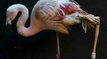 Seekor flamingo mengunakan kaki palsu ketika beraktivitas di Kebun Binatang Sorocaba, Brasil, Rabu (1/7/2015). Flamingo Chile dipasangi kaki palsu karena bagian bawah kaki kirinya yang mengalami patah tulang telah diamputasi. (REUTERS/Paulo Whitaker)