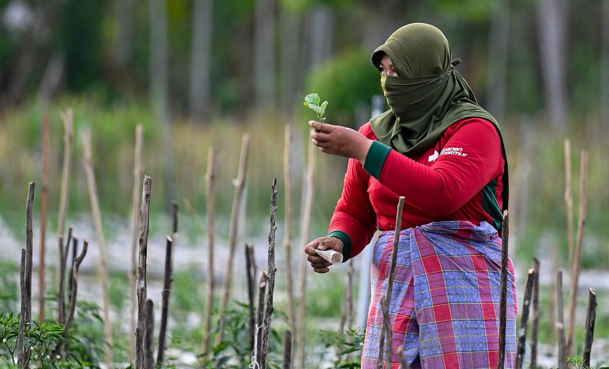 Lahan Bekas Lumpur Banjir Bandang Jadi Areal Pertanian Produktif di Pidie Jaya