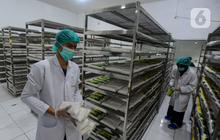 Harga Tahu dan Tempe Bakal Naik, Ini Biang Keroknya