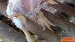 Citizen6, Sragen: Ayam yang mempunyai empat kaki. (Pengirim: Slamet Widodo)