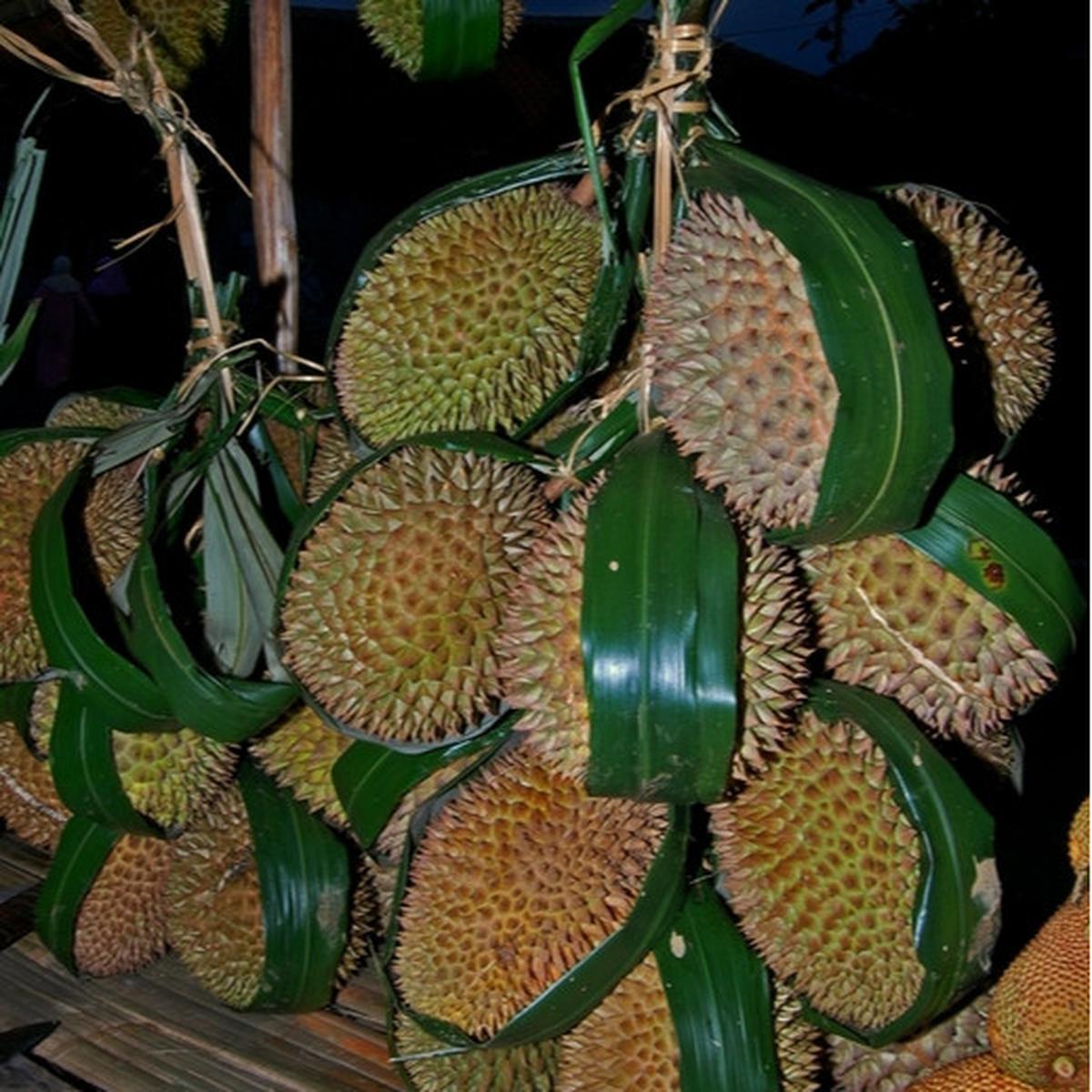 Ilustrasi durian