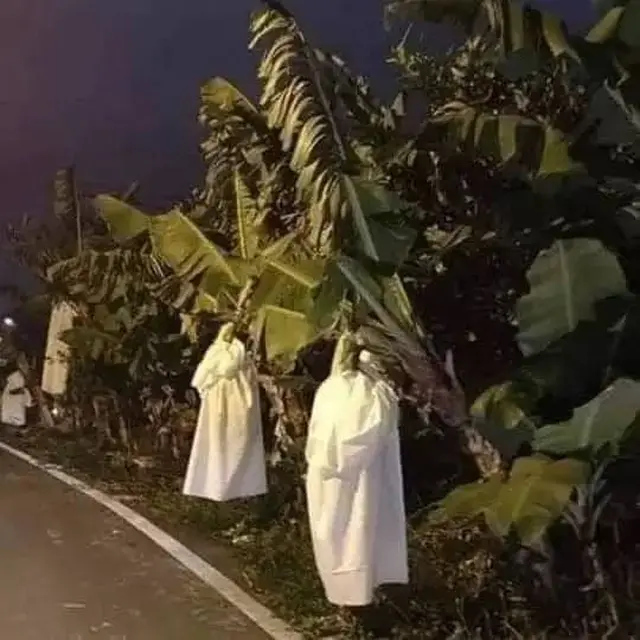 8 Cara Nyeleneh Amankan Buah dari Maling Ini Bikin Tepuk Jidat