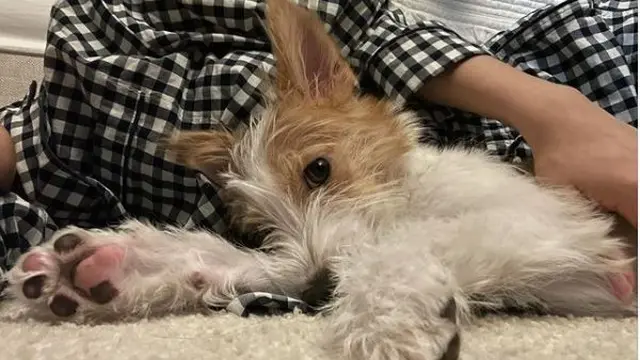 Baru Diluncurkan 5 Hari, Akun Instagram Anjing Rose BLACKPINK Sudah Punya 345 Ribu Pengikut