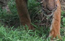 FOTO: Bertubuh Kurus, Ini Penampakan Harimau Sumatera di Medan Zoo yang Bikin Miris