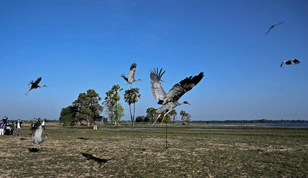 Bangau Sarus Timur yang terbang menjauh setelah dilepasliarkan di waduk Huai Chorakhe Mak, Buriram, Thailand, Minggu (25/12/2022). Bangau satu ini suka hidup di sawah dan lahan basah. (Lillian SUWANRUMPHA / AFP)