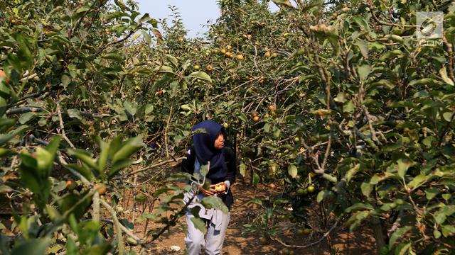 Serunya Wisata Memetik Apel Malang dari Pohonnya