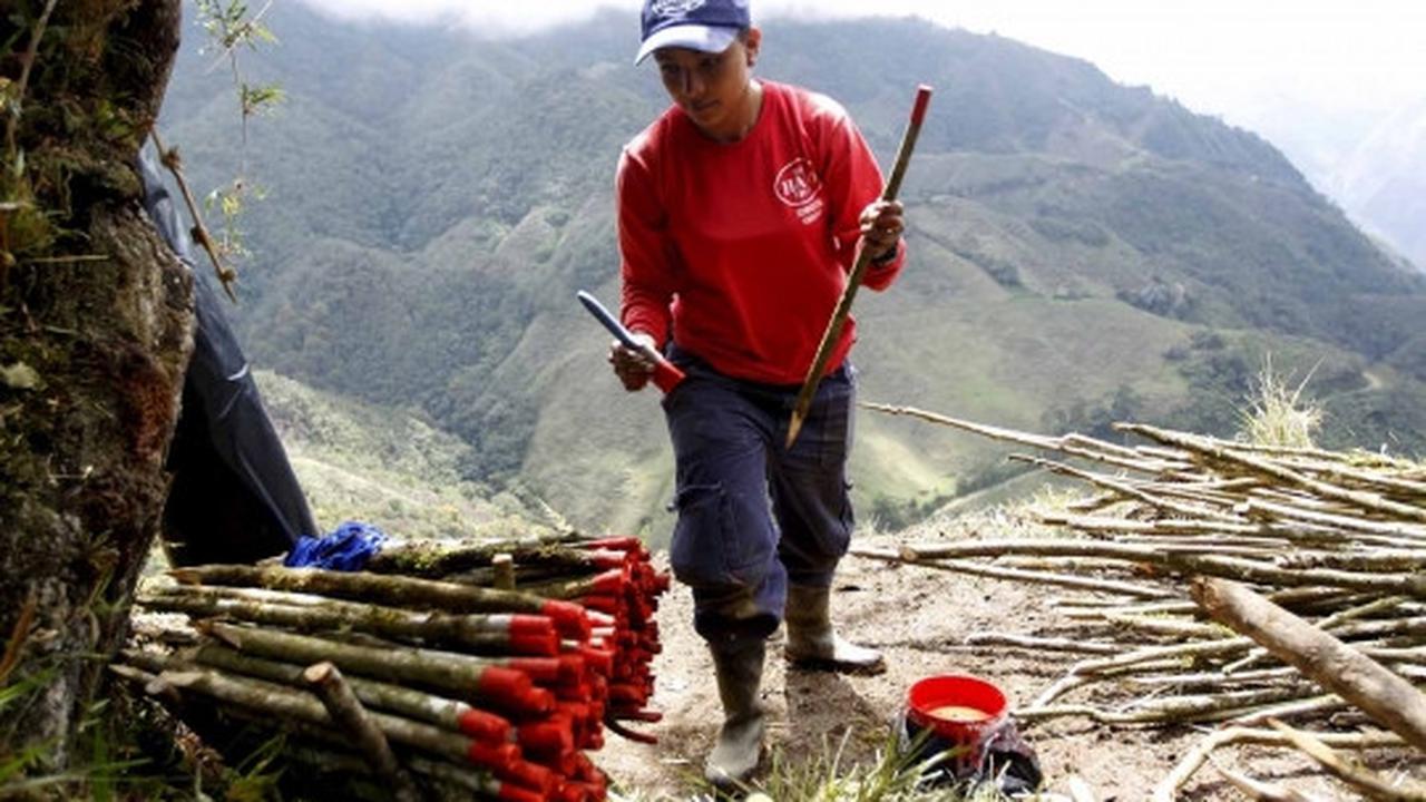 Kisah heroik wanita pemburu ranjau sisa perang Kolombia