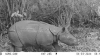 Penemuan satu anak Badak Jawa (Rhinoceros sondaicus) di Taman Nasional Ujung Kulon (TNUK) menjadi kabar gembira bagi taman nasional tersebut. (Liputan6.com/ Dok KLHK)