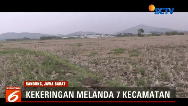 Puluhan Hektare Sawah di Bandung Barat Kering Akibat Kemarau Panjang