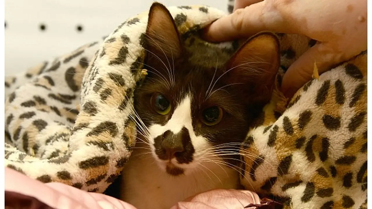 Oz kucing
