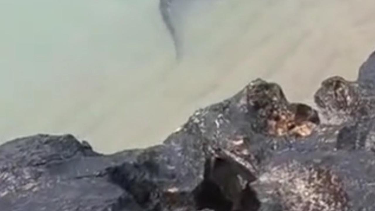 Viral Wanita Rekam Buaya di Pinggir Pantai, Ukurannya Jadi Sorotan Warganet