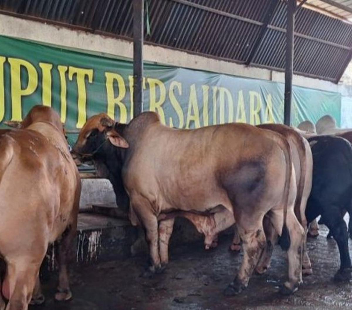 Pemkot Depok Gencar Sosialisasi Protokol Kesehatan Hewan Kurban Jelang Idul Adha