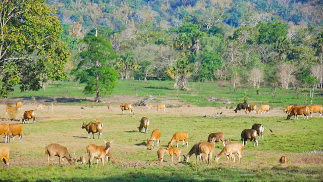 Padang Rumput Sadengan