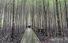 Dispar Kaltim Angkat Pesona Ekowisata Mangrove Kaltim untuk Tarik Wisatawan