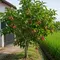 Pohon Buah yang Tidak Mengganggu Pertumbuhan Padi di Sawah (AI)