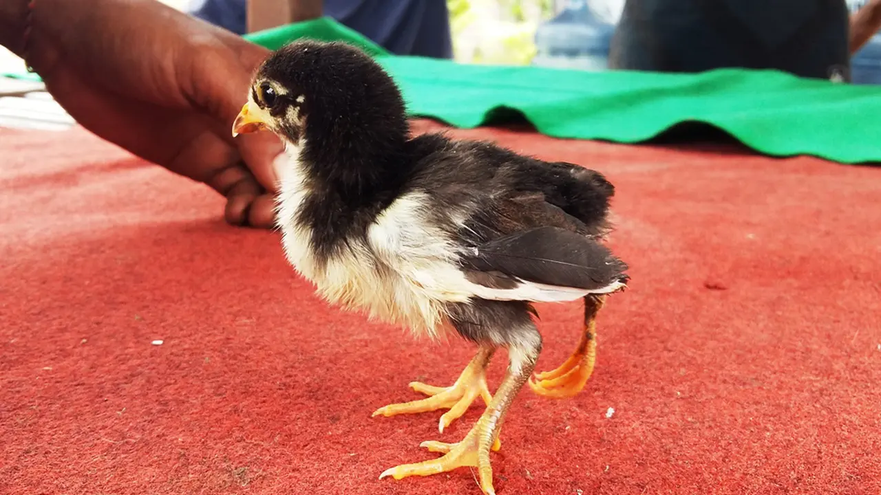 Anak Ayam
